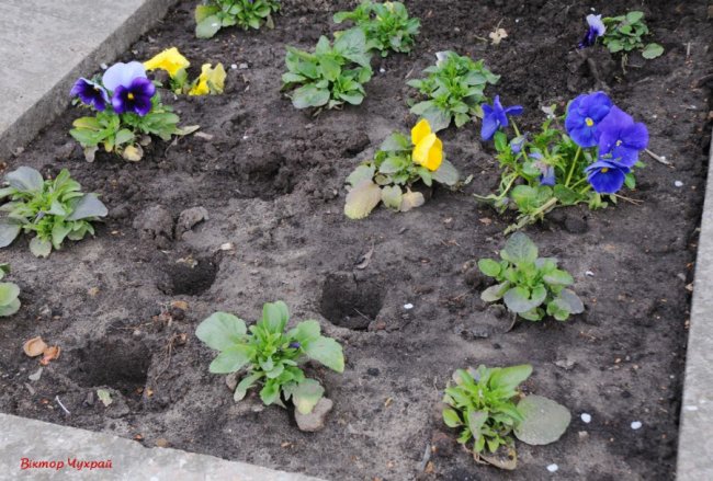 «Ген злодійства живе у вас назавжди»: у Луцьку з клумб покрали квіти