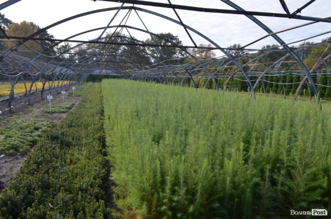 Поляків вражає робота волинських селекційних розсадників