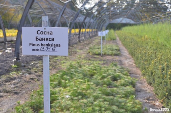 Поляків вражає робота волинських селекційних розсадників