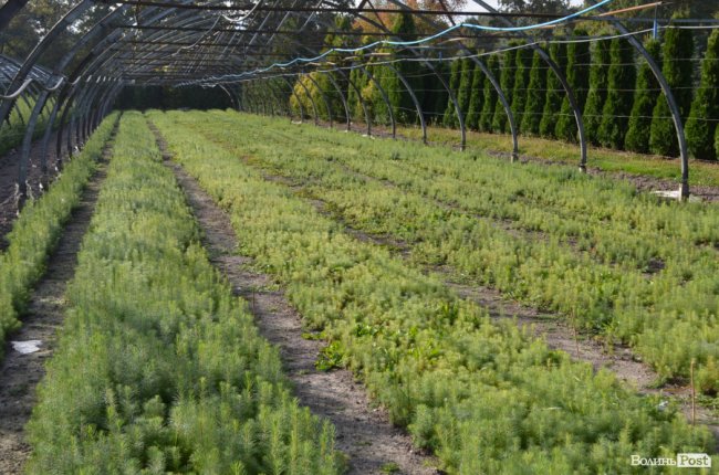 Поляків вражає робота волинських селекційних розсадників