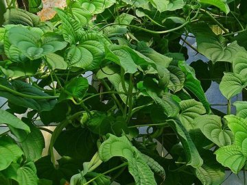 Основні корисні властивості дикого ямсу*