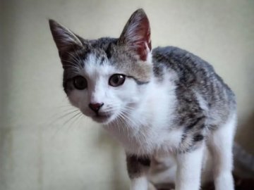 На Волині у зав'язаному пакеті на смітник викинули котеня