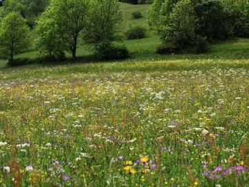 Розорали пасовища та засіяли зерновими: на Волині вимагають повернути земельну ділянку громаді