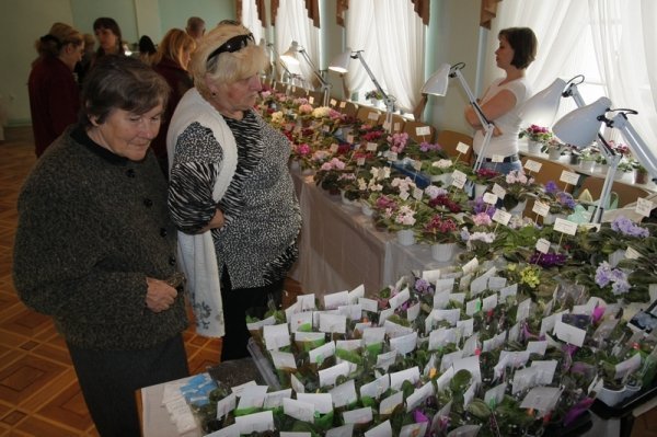 У Луцьку з'явилося «царство фіалок». ФОТО 