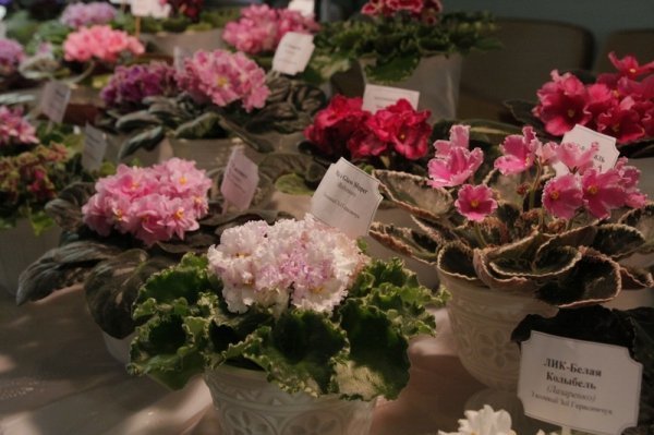 У Луцьку з'явилося «царство фіалок». ФОТО 