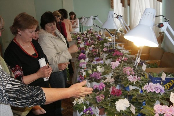 У Луцьку з'явилося «царство фіалок». ФОТО 