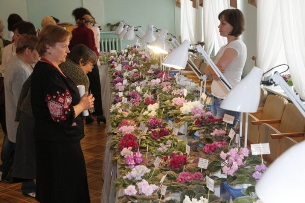 У Луцьку з'явилося «царство фіалок». ФОТО 