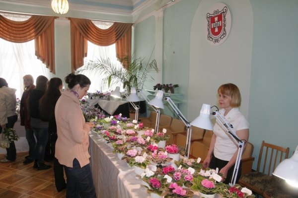 У Луцьку з'явилося «царство фіалок». ФОТО 