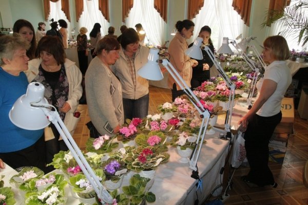 У Луцьку з'явилося «царство фіалок». ФОТО 