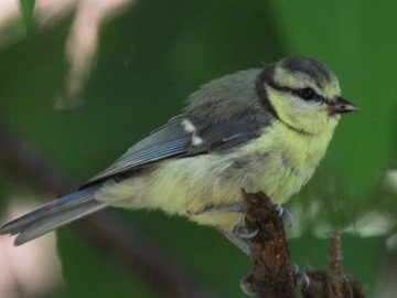 Пернаті красуні на знімках луцького фотографа
