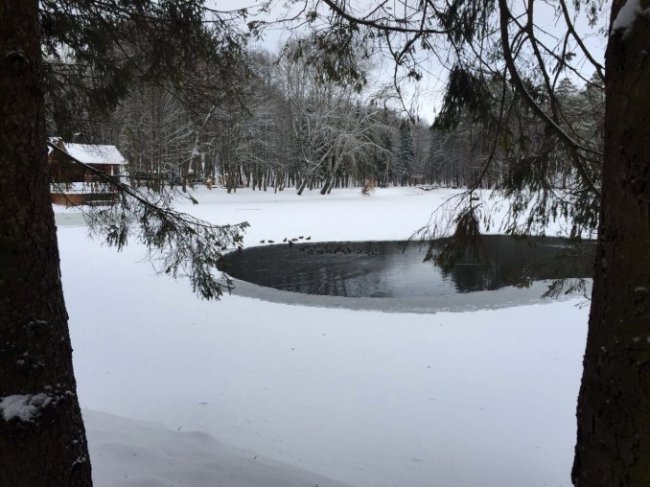 У «волинській Швейцарії» знову зимують дикі качки. ФОТО