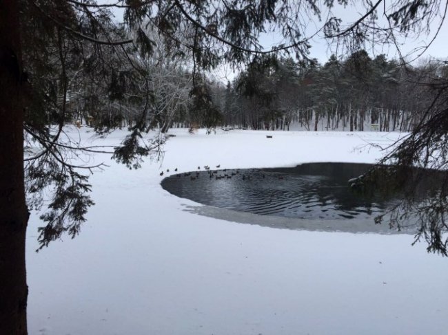 У «волинській Швейцарії» знову зимують дикі качки. ФОТО