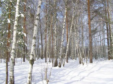 Дерево вбило 18-річного хлопця на Львівщині
