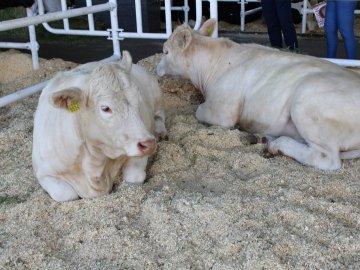 Волинь похвалилася досягненнями на головній агровиставці України