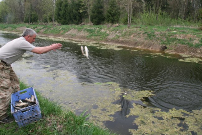 У луцькому парку в канали запустили білого амура
