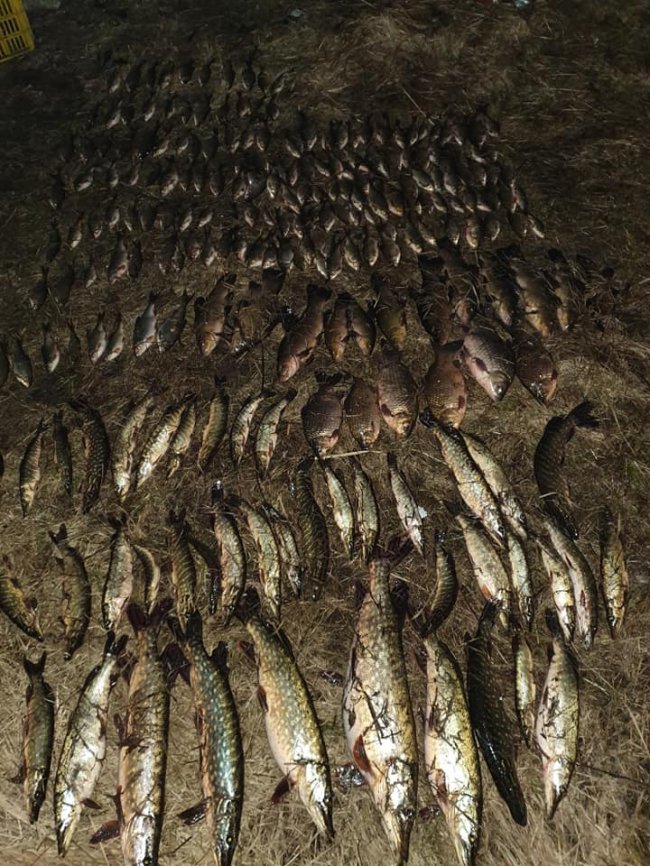У Луцькому районі браконьєри електрострумом виловили 40 кілограмів риби. ФОТО