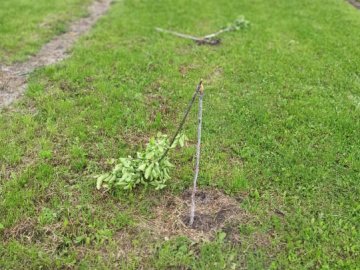 У місті на Волині вандали понищили молоді дерева та майданчик на території дитсадка