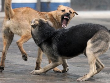 У центральному парку Луцька бігають зграї агресивних собак