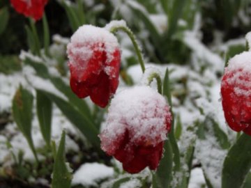 Погода в Луцьку та Волинській області на середу, 28 квітня