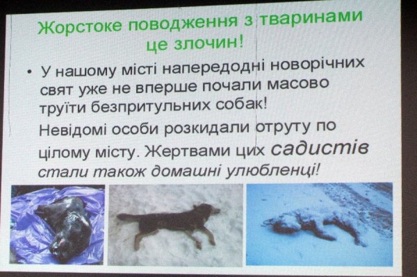 У Володимирі-Волинському будуватимуть притулок для тварин. ФОТО