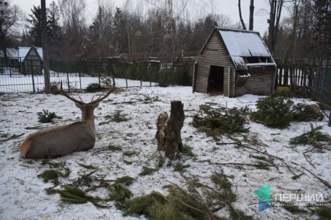 Куди в Луцьку можна здати ялинку, щоб вона принесла користь