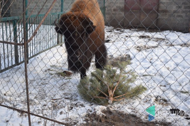 Куди в Луцьку можна здати ялинку, щоб вона принесла користь