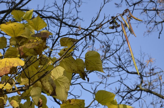На Волині школярі заготовляли насіння рідкісних видів дерев. ФОТО