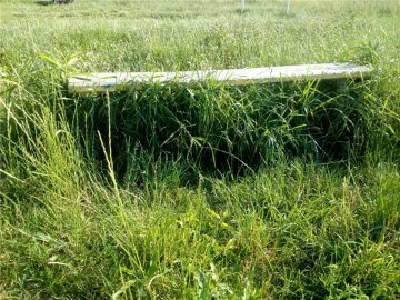 У місті на Волині чоловіка вкусила гадюка, коли той гуляв з дитиною