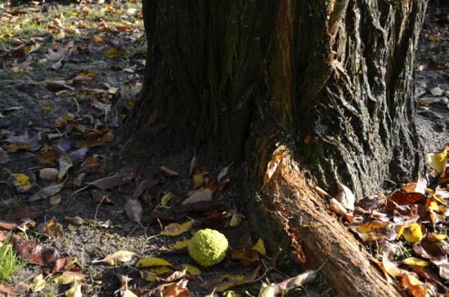 На Волині школярі заготовляли насіння рідкісних видів дерев. ФОТО