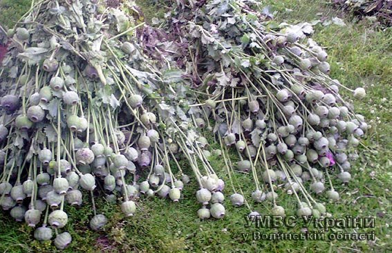 Наркотичний урожай міліціонери мішками виносили з хати. ФОТО 