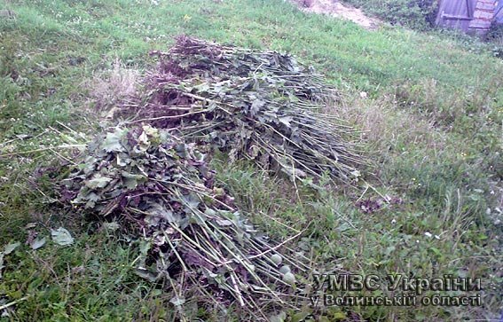 Наркотичний урожай міліціонери мішками виносили з хати. ФОТО 