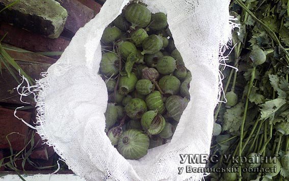 Наркотичний урожай міліціонери мішками виносили з хати. ФОТО 