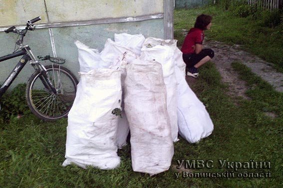 Наркотичний урожай міліціонери мішками виносили з хати. ФОТО 