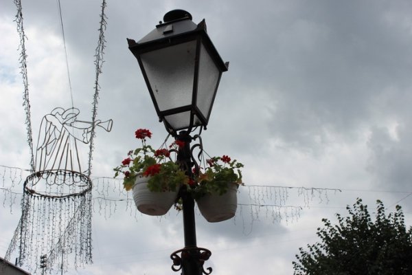 Як прикрасили луцькі клумби. ФОТО