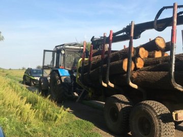 Волинське приватне підприємство незаконно вирубувало ліс. ФОТО