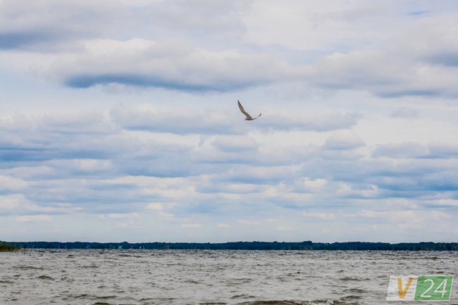 Пернаті туристи Шацьких озер. ФОТО