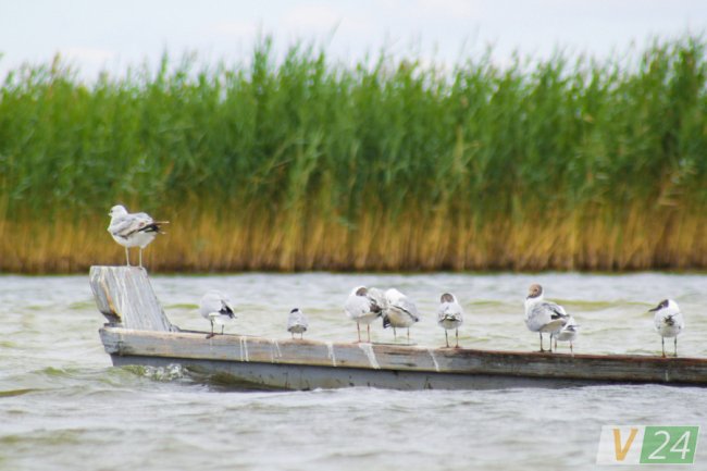 Пернаті туристи Шацьких озер. ФОТО