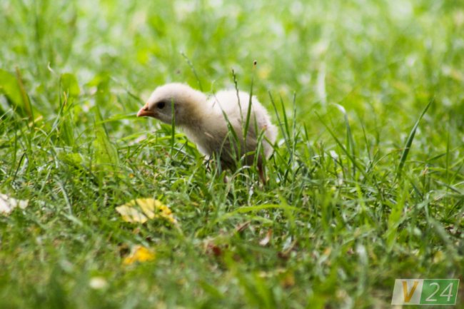 Пернаті туристи Шацьких озер. ФОТО