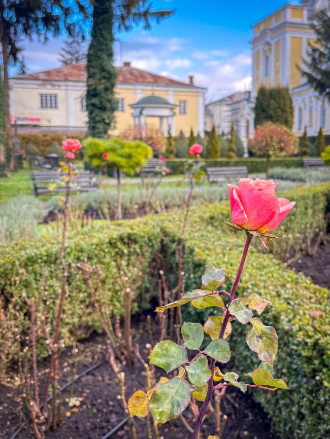 Диво серед зими: біля собору Луцька зацвіла лаванда та троянди