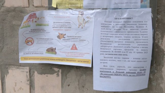 Сказ у Луцьку: не всі, хто контактував із хворим кошеням, отримали вакцину. ВІДЕО