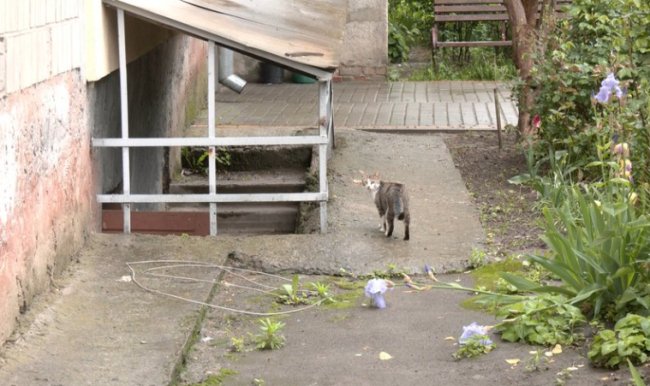 Сказ у Луцьку: не всі, хто контактував із хворим кошеням, отримали вакцину. ВІДЕО