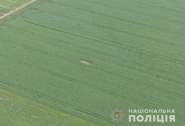 Правоохоронці знайшли поле конопель на Волині: власники заробляли 100 тисяч в місяць. ФОТО