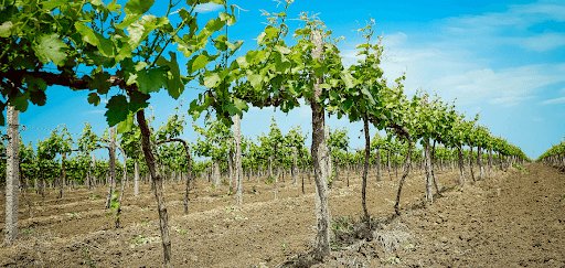 Як правильно вирощувати виноград*