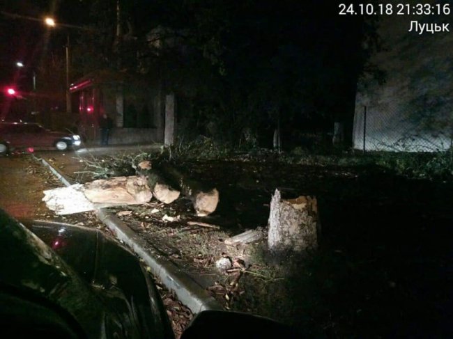 У Луцьку вітер повалив дерево. ФОТО