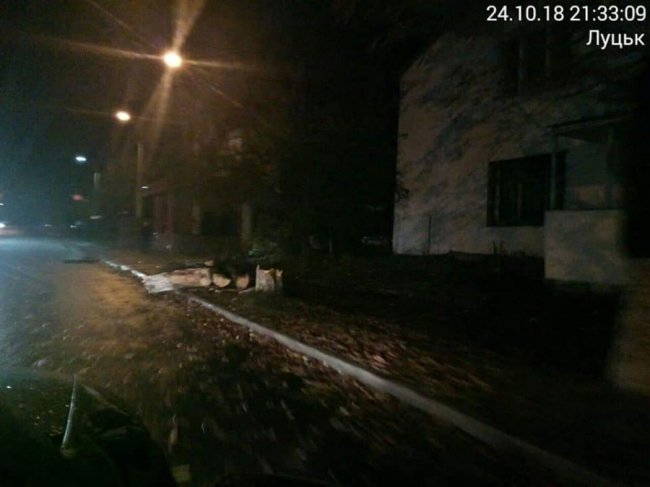 У Луцьку вітер повалив дерево. ФОТО