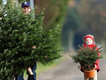 Куди волинянам подіти ялинку чи сосну після свят