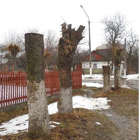 У Ківерцях по-варварськи знищують дерева, ‒ пасічники. ФОТО. ВІДЕО