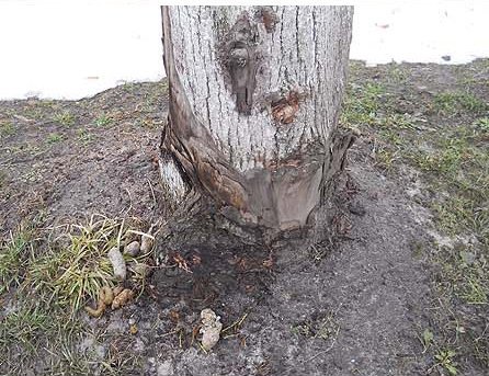 У Ківерцях по-варварськи знищують дерева, ‒ пасічники. ФОТО. ВІДЕО