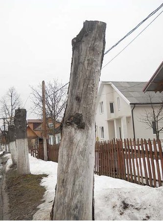 У Ківерцях по-варварськи знищують дерева, ‒ пасічники. ФОТО. ВІДЕО
