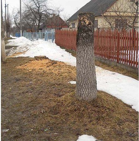 У Ківерцях по-варварськи знищують дерева, ‒ пасічники. ФОТО. ВІДЕО